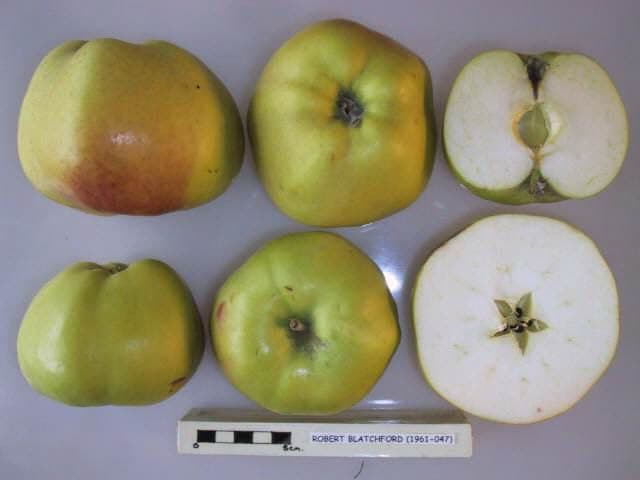 Robert Blatchford apple
