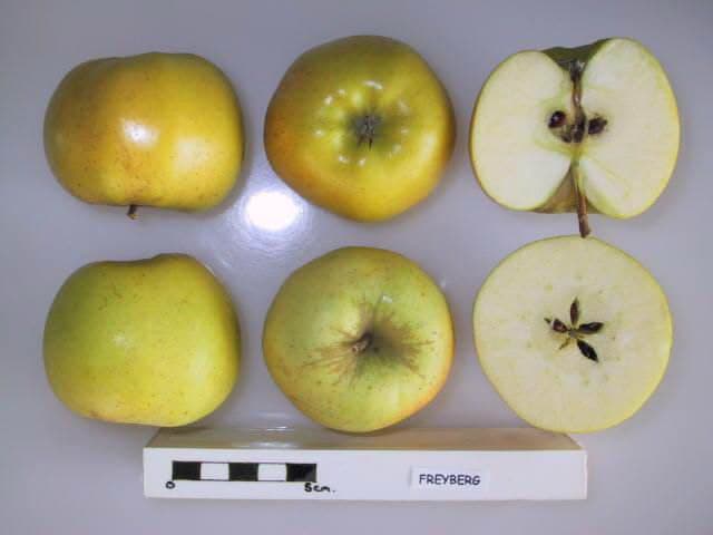Freyberg apple
