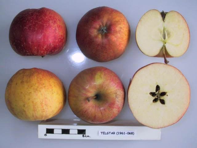 Telstar apple