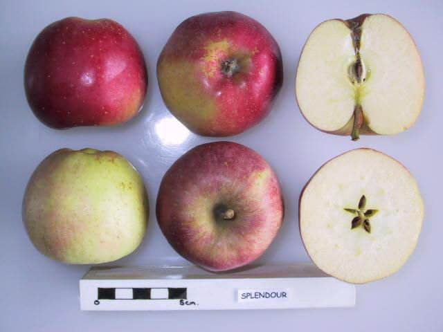 Splendour apple