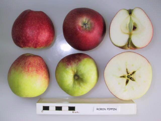 Robin Pippin apple