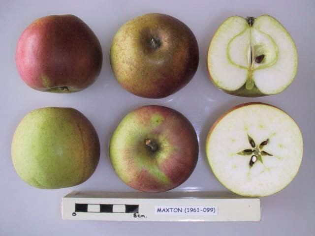 Maxton apple