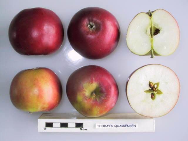 Thoday's Quarrenden apple