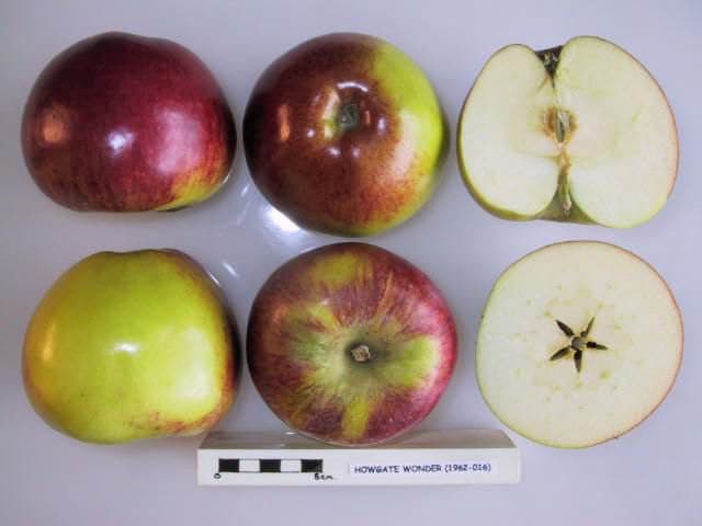 Howgate Wonder apple