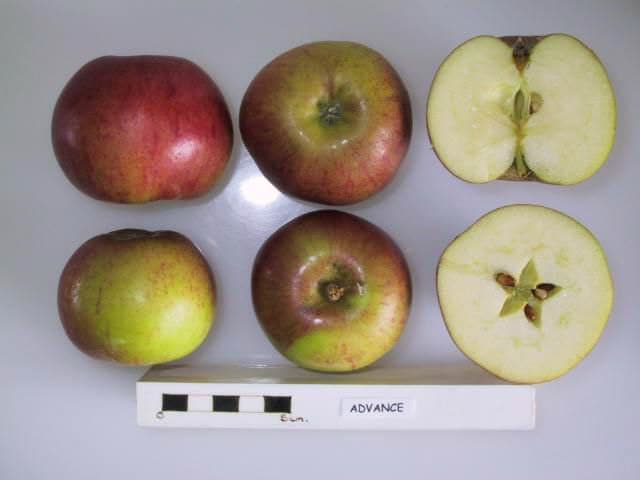 Advance apple
