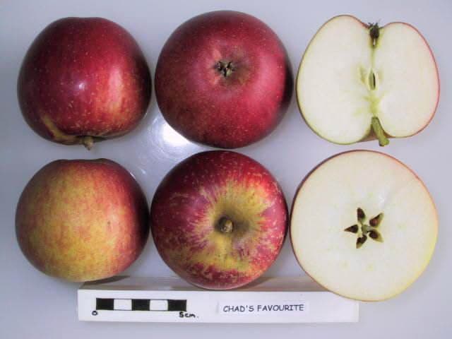 Chad's Favourite apple
