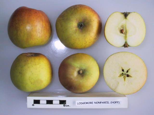 Lodgemore Nonpareil apple