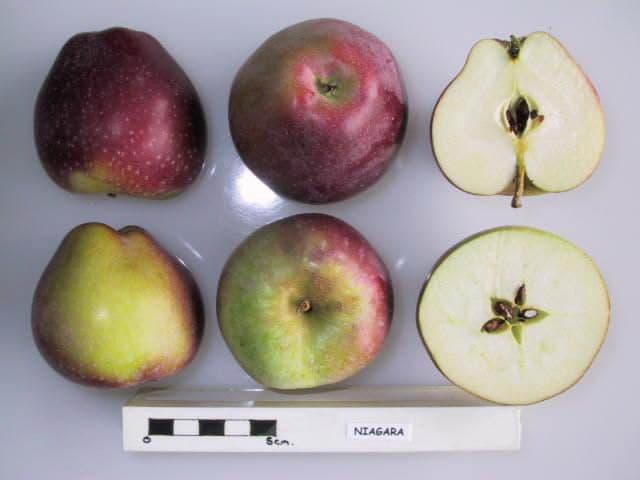 Niagara apple