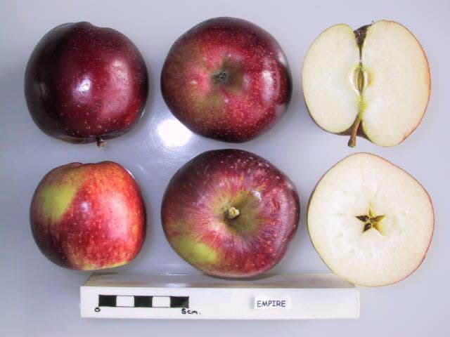 Empire apple