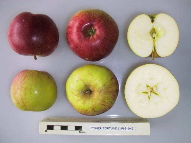 Fisher Fortune apple