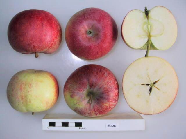 Eros apple