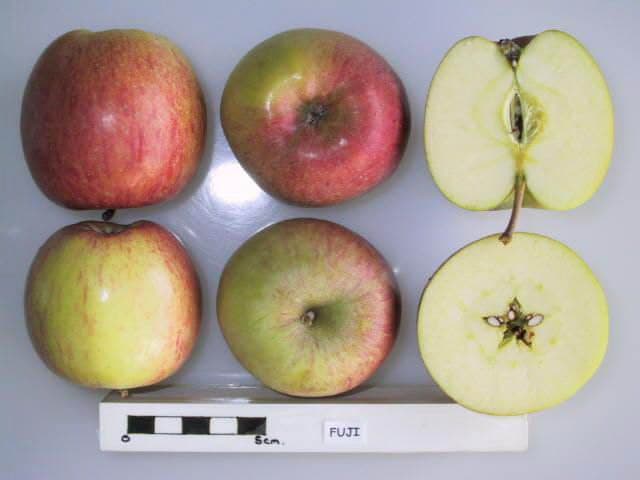 Fuji apple