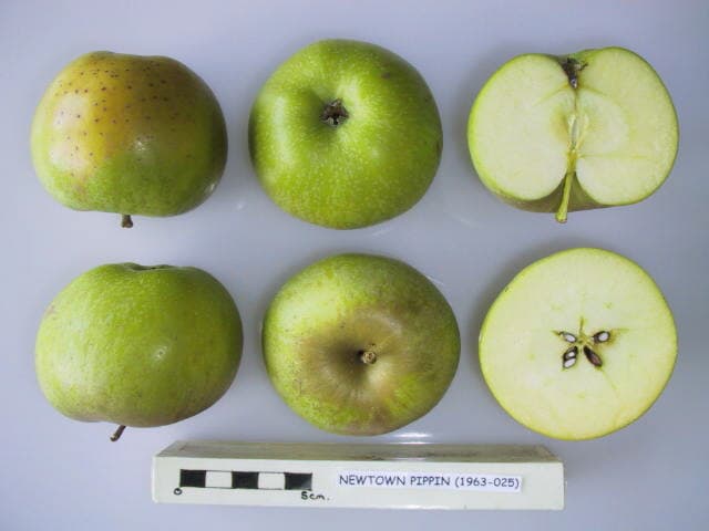 Newtown Pippin apple