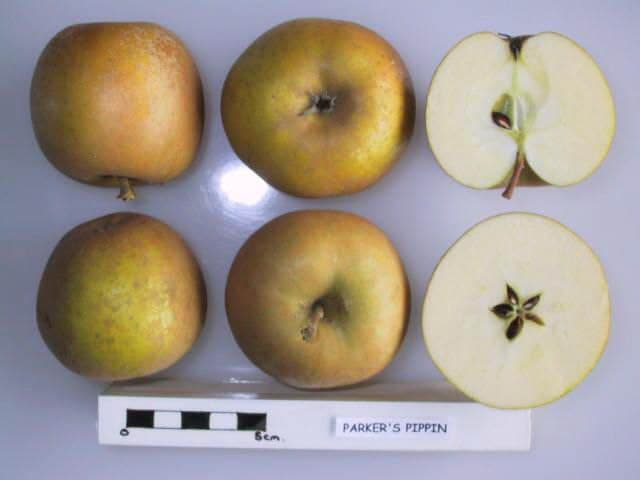 Parker's Pippin apple