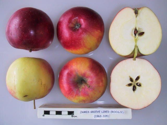 James Grieve Lired apple