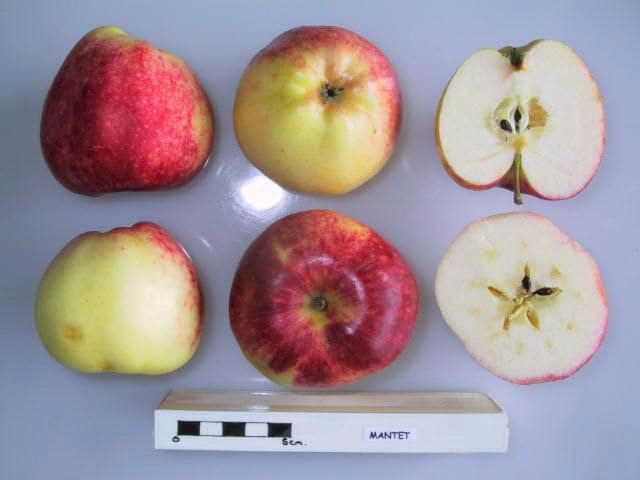 Mantet apple