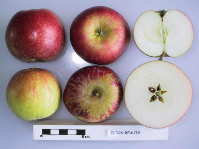 Elton Beauty apple