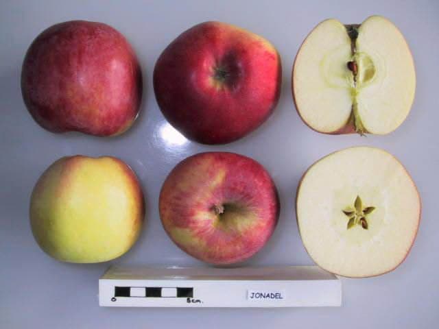 Jonadel apple