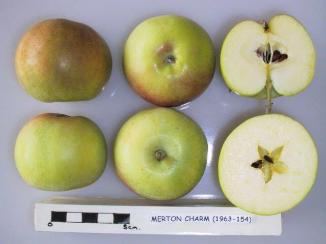 Merton Charm apple