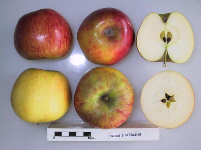 Moss's Seedling apple