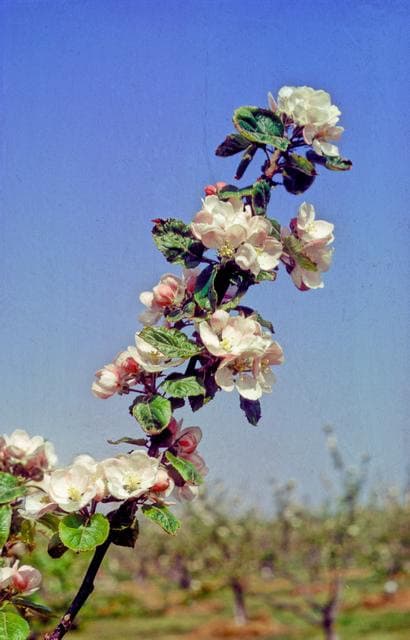 Malling Kent apple