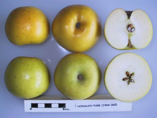 Nonsuch Park apple