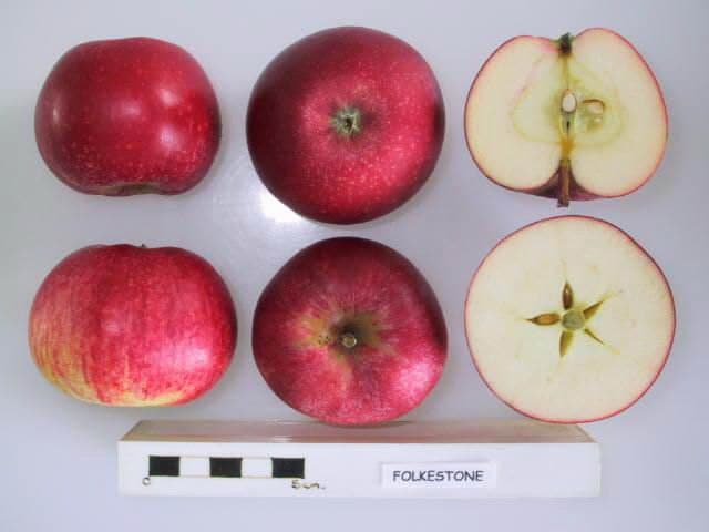 Folkestone apple