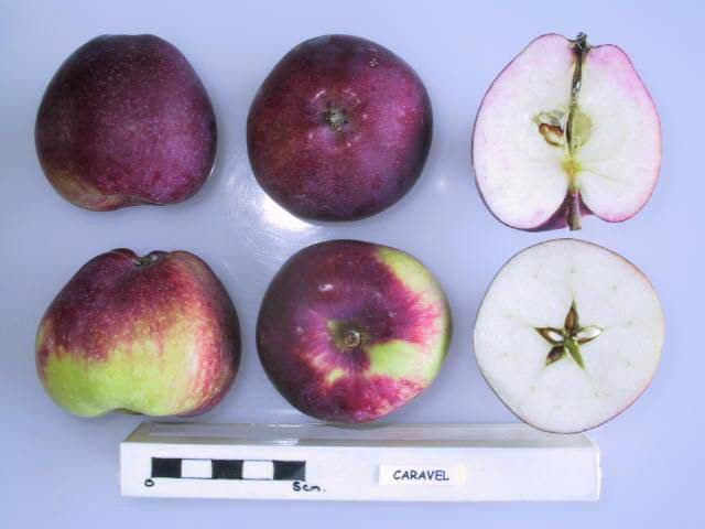 Caravel apple