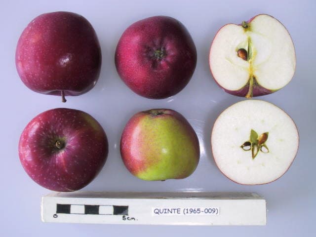 Quinte apple