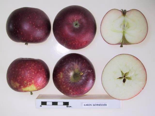 Red Ingrid Marie apple
