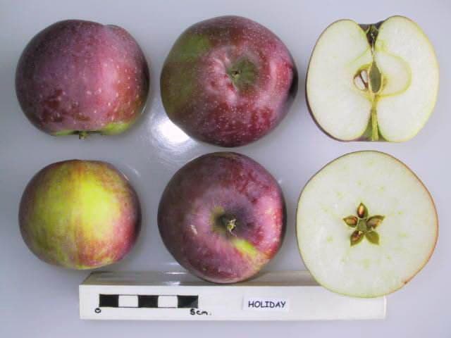 Holiday apple