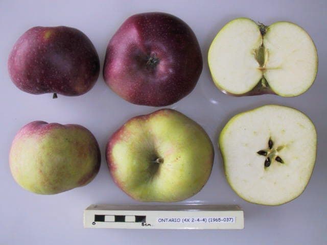 Ontario (4n) apple
