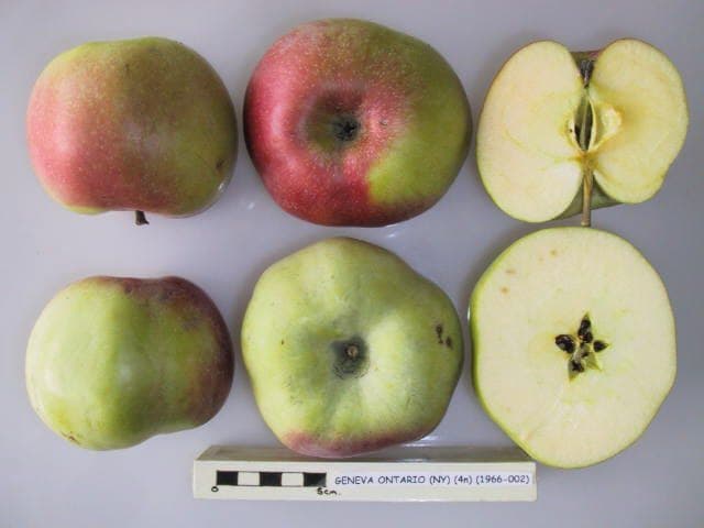 Geneva Ontario apple