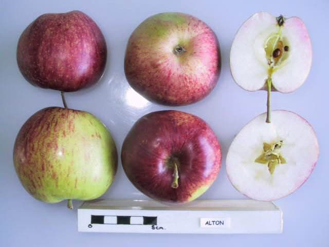 Alton apple