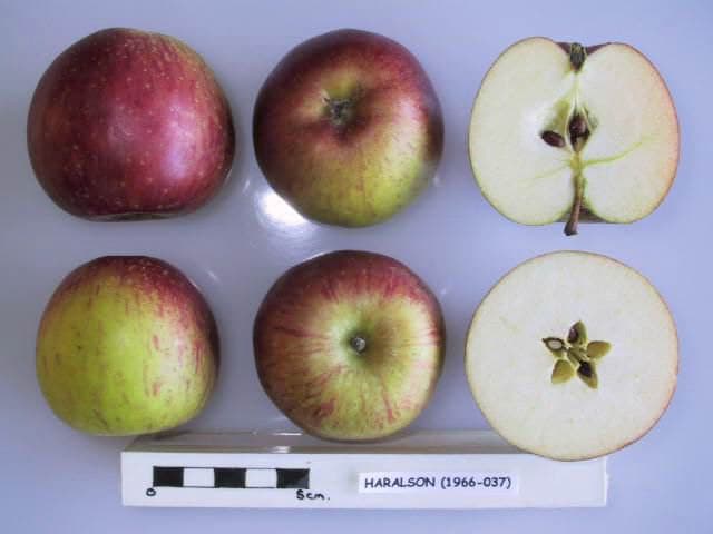 Haralson apple