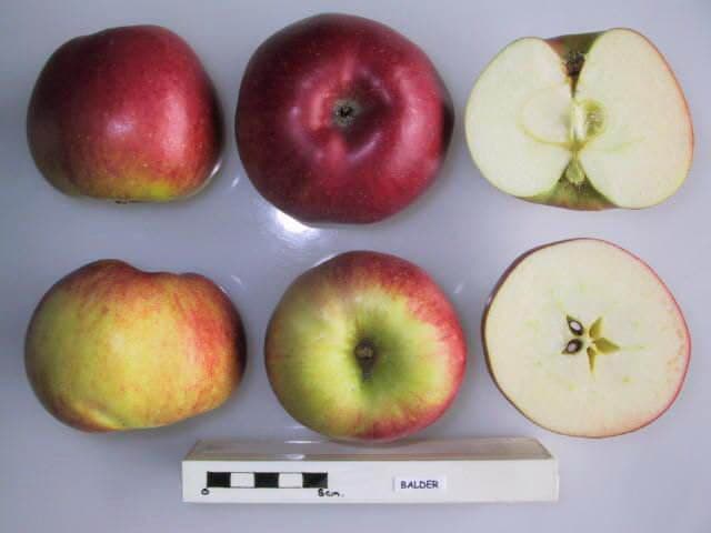 Balder apple