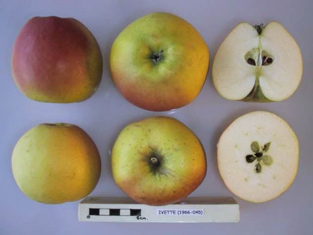 Ivette apple