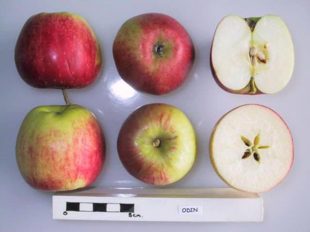 Odin apple