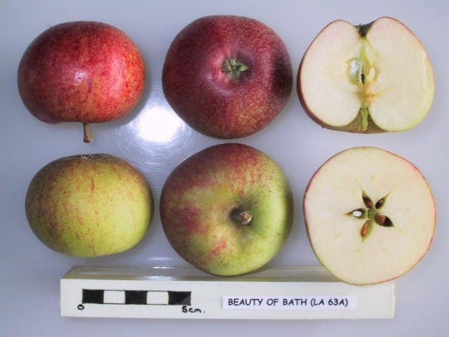 Beauty of Bath apple