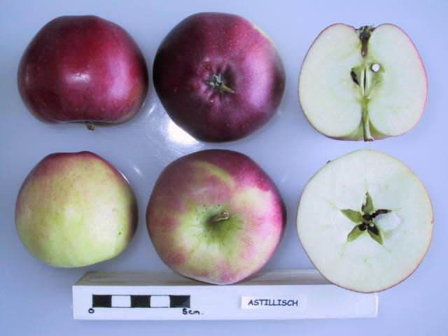 Astillisch apple