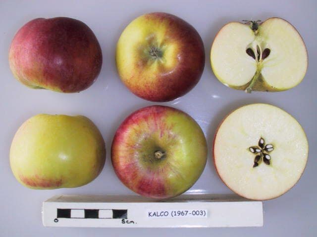 Carola apple