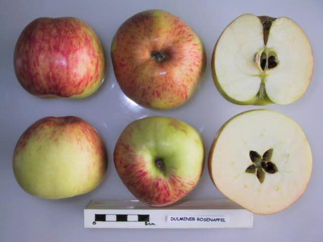 Dulmener Rosenapfel apple