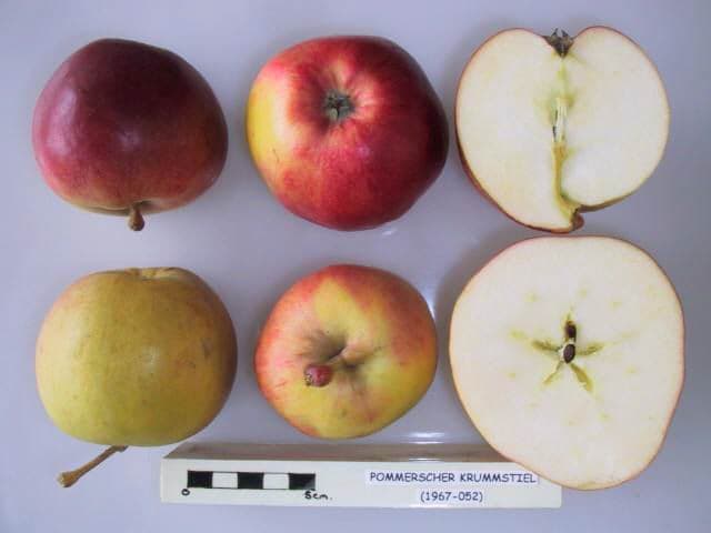 Pommerscher Krummstiel apple