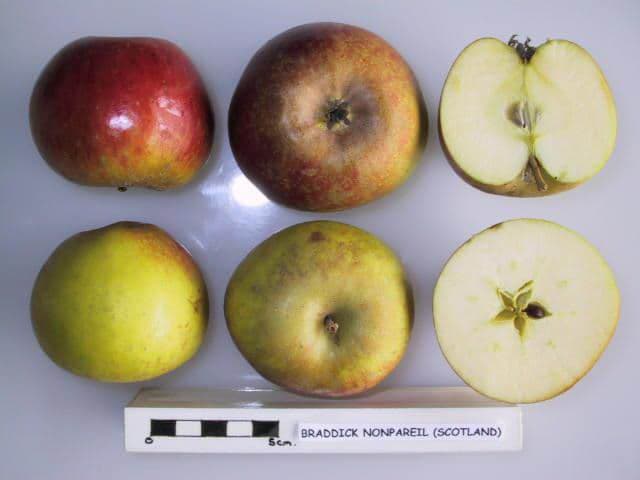 Braddick Nonpareil apple