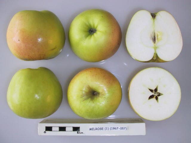 Melrose apple
