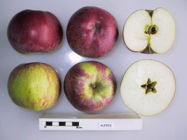 Alexis apple