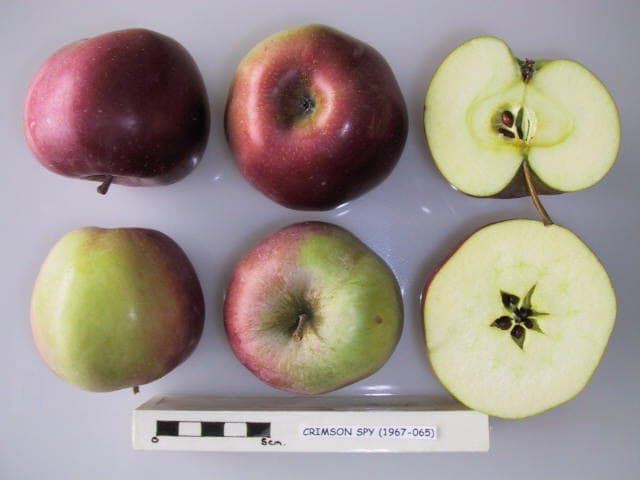 Crimson Spy apple
