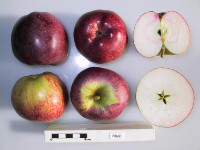 Edgar (Canada) apple