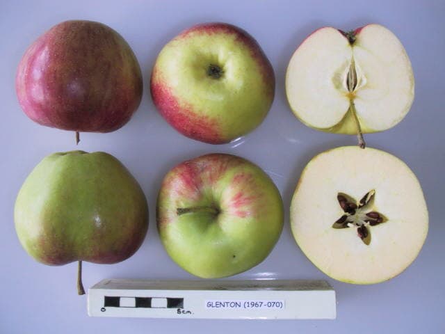 Glenton apple