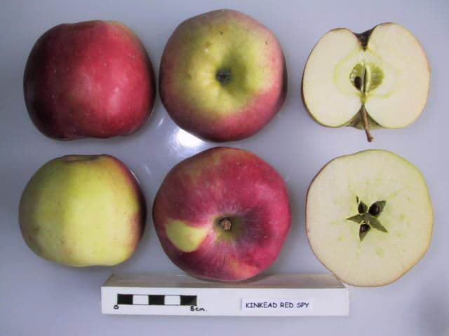 Kinkead Red Spy apple